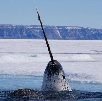 narwhal.JPG